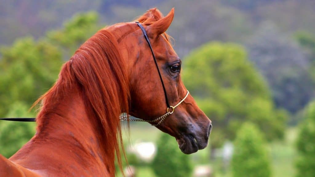 Arabian Horse