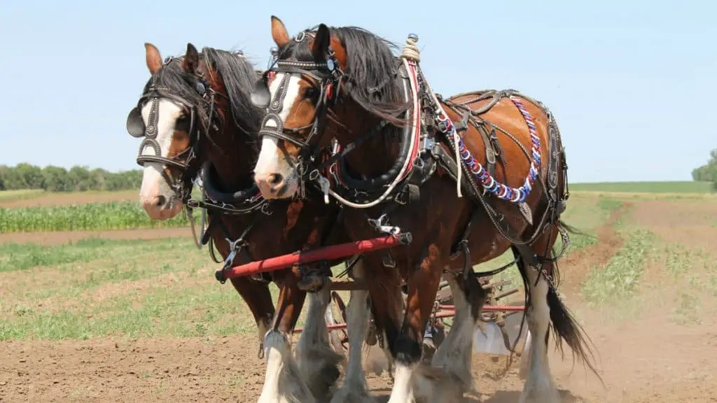 Clydesdale Horses