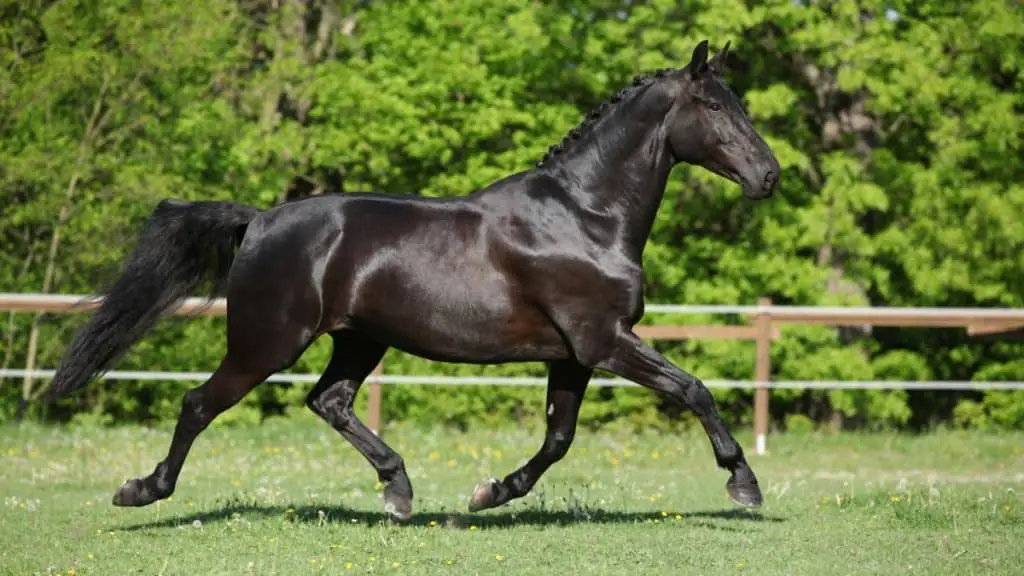 Dutch Warmblood