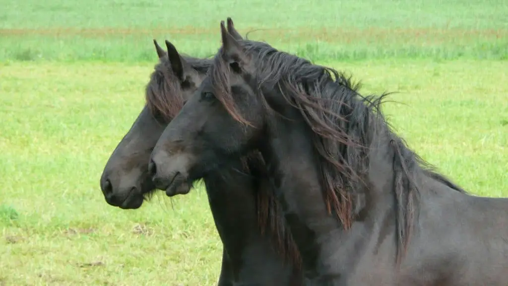 Friesian Horse