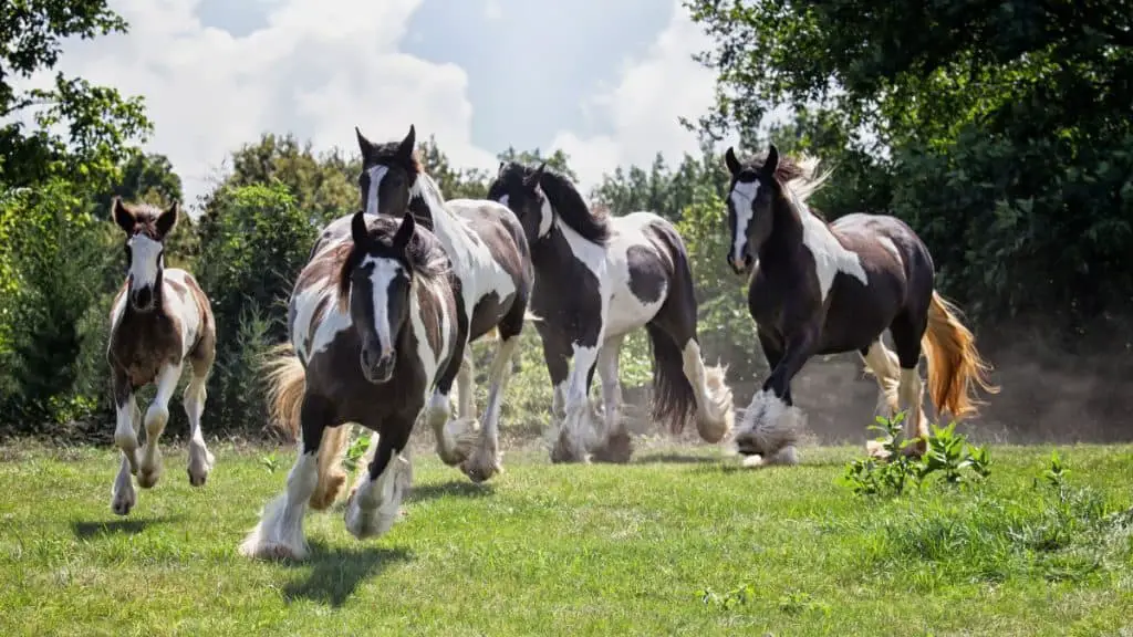 How Much Does A Gypsy Vanner Cost