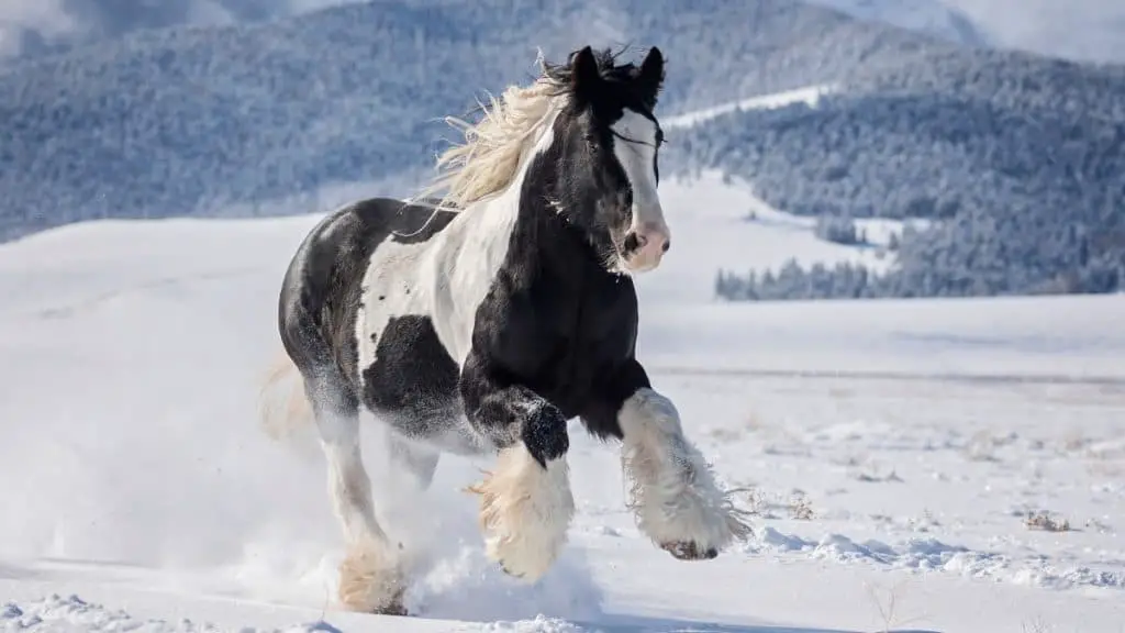 Gypsy Vanner Playing In The Snow