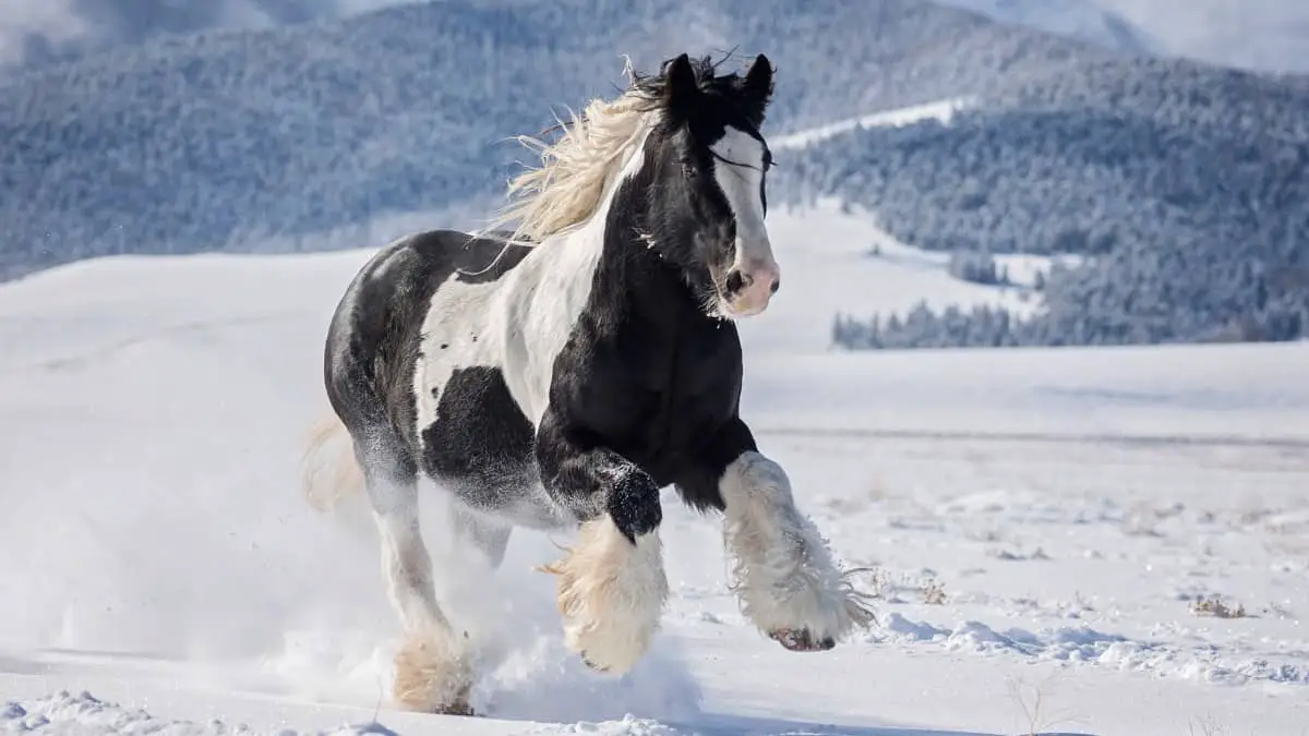 Gypsy Vanner Playing In The Snow