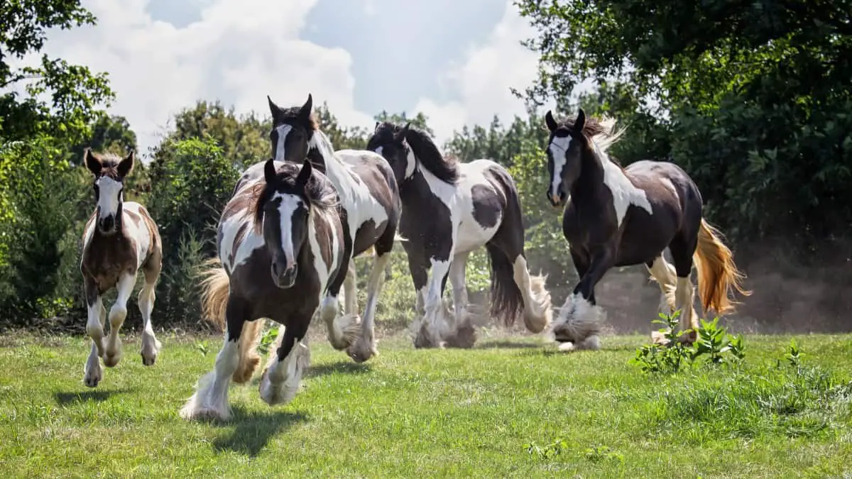 Gypsy Vanner