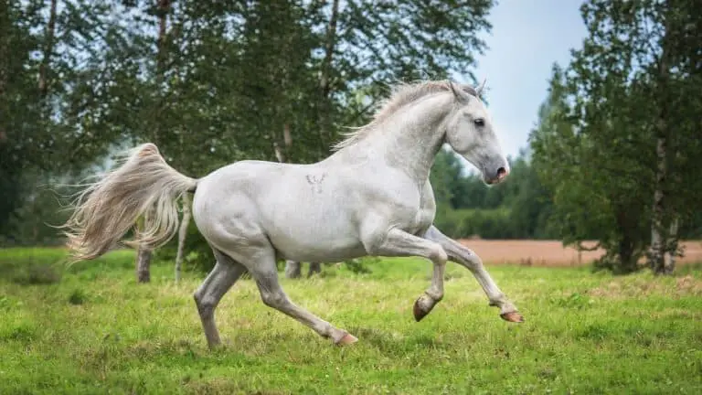 12 Beautiful White Horse Breeds Includes Photos Ahf