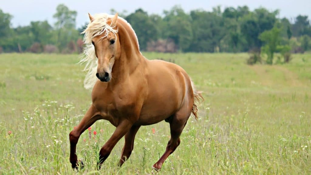 Morgan Stallion Palomino Horse