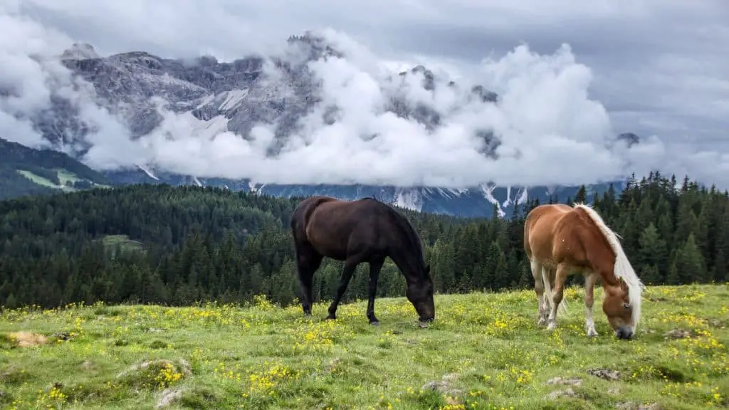 Horses Grazing On The Mountains