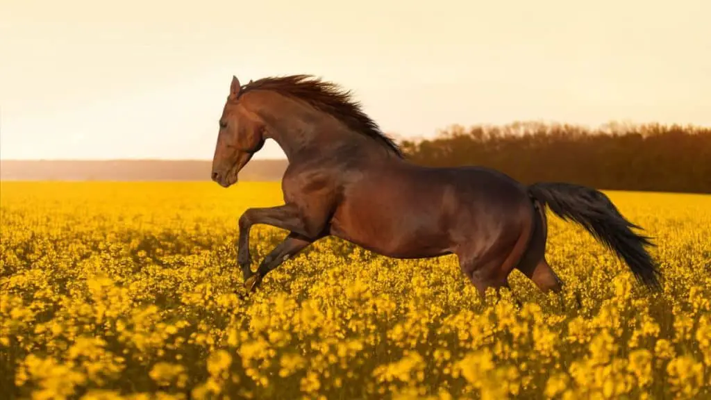 Mustang Horse