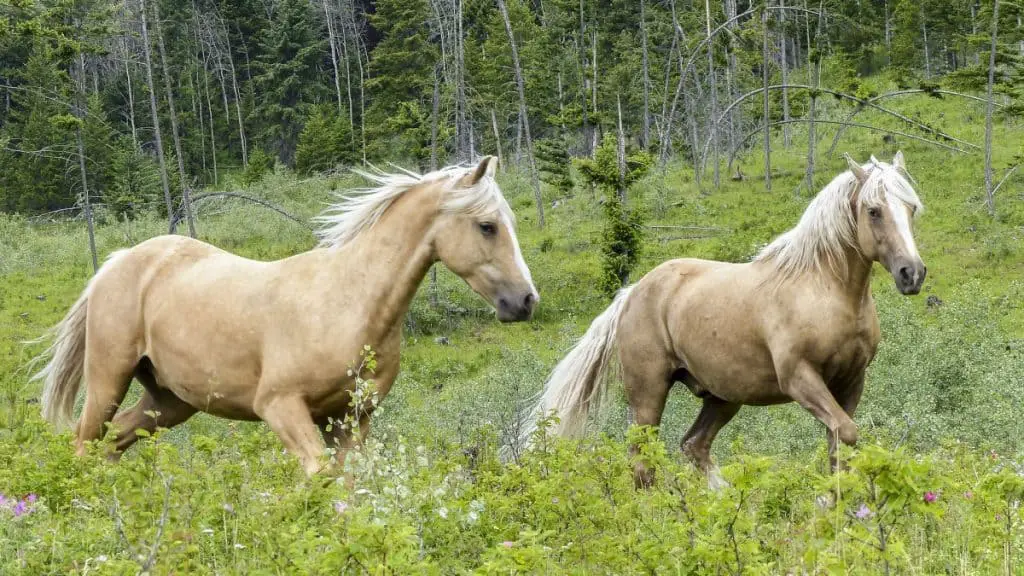 Quarter Horses