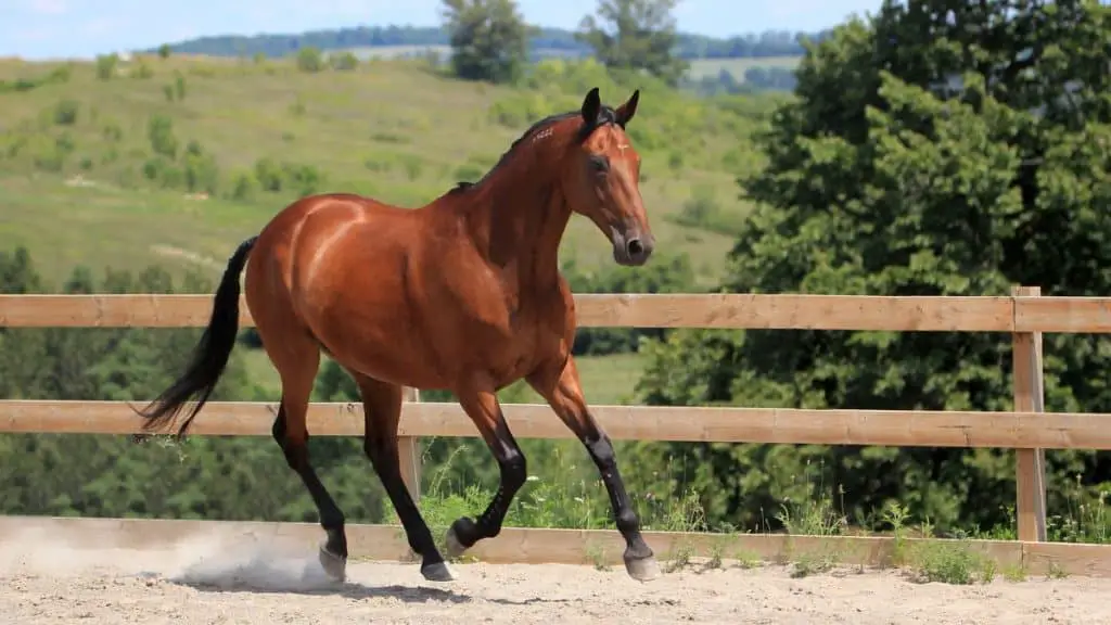 Standardbred Horse