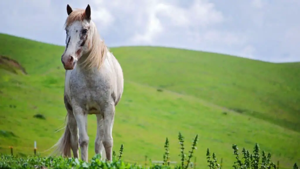 Tennessee Walking Horse