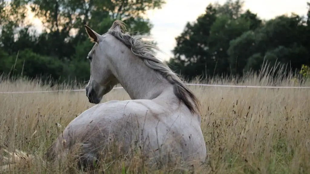 Thoroughbred Arabian Horse Breed