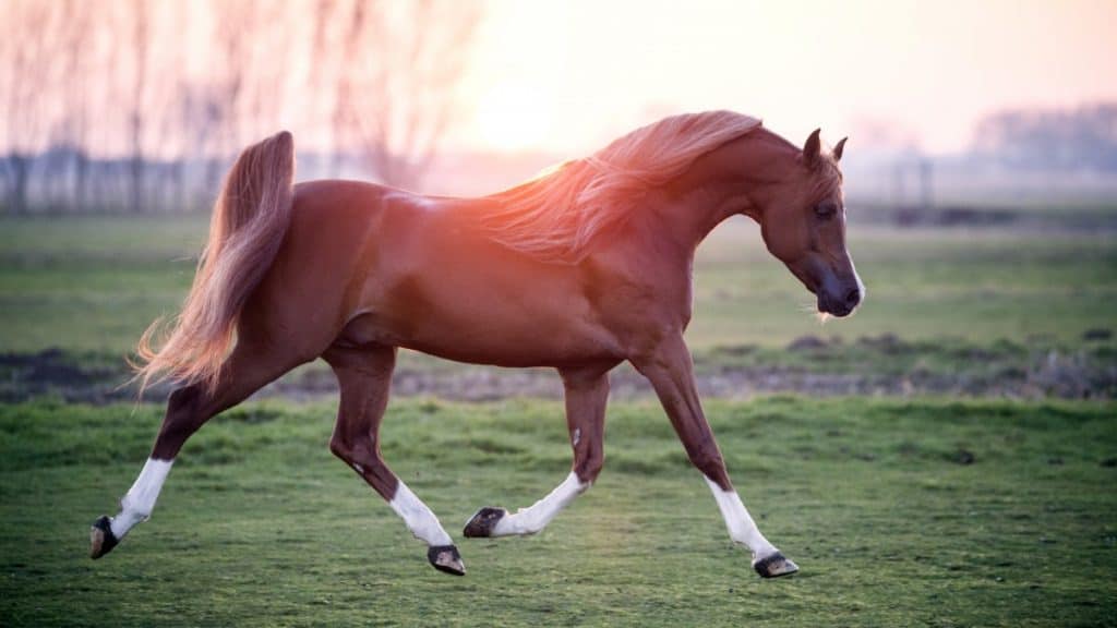 Arabian Horse Running