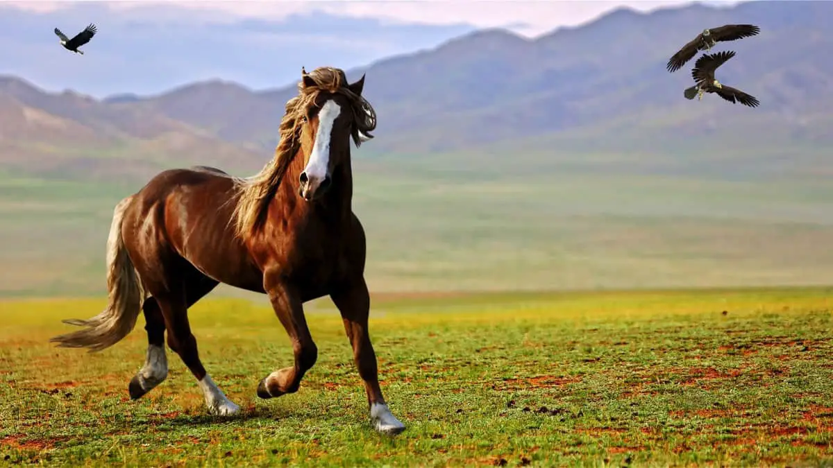 Beautiful Horse In The Wild