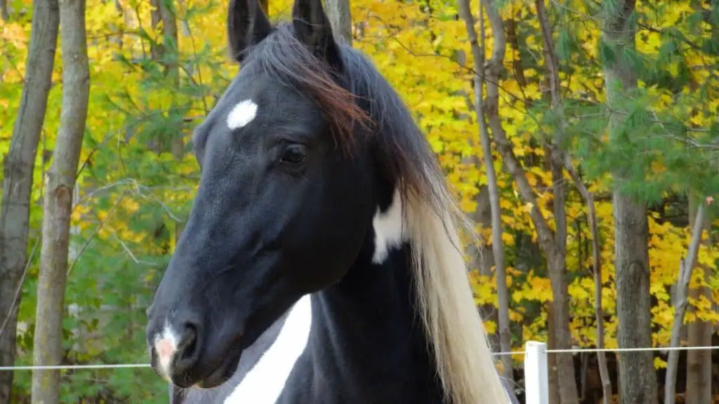 Friesian Horse