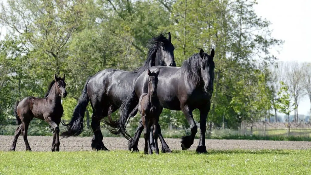 Friesian Horses Walking