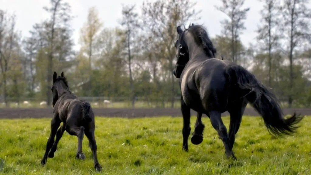 Friesian Horses Running