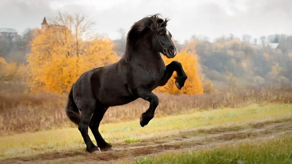 Percheron Horse