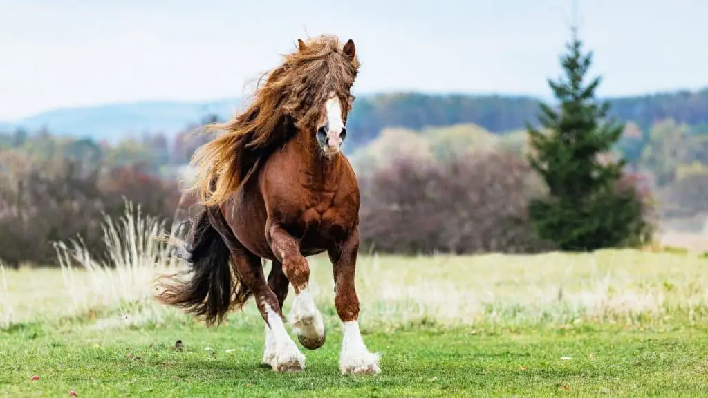 Percheron Horse Running