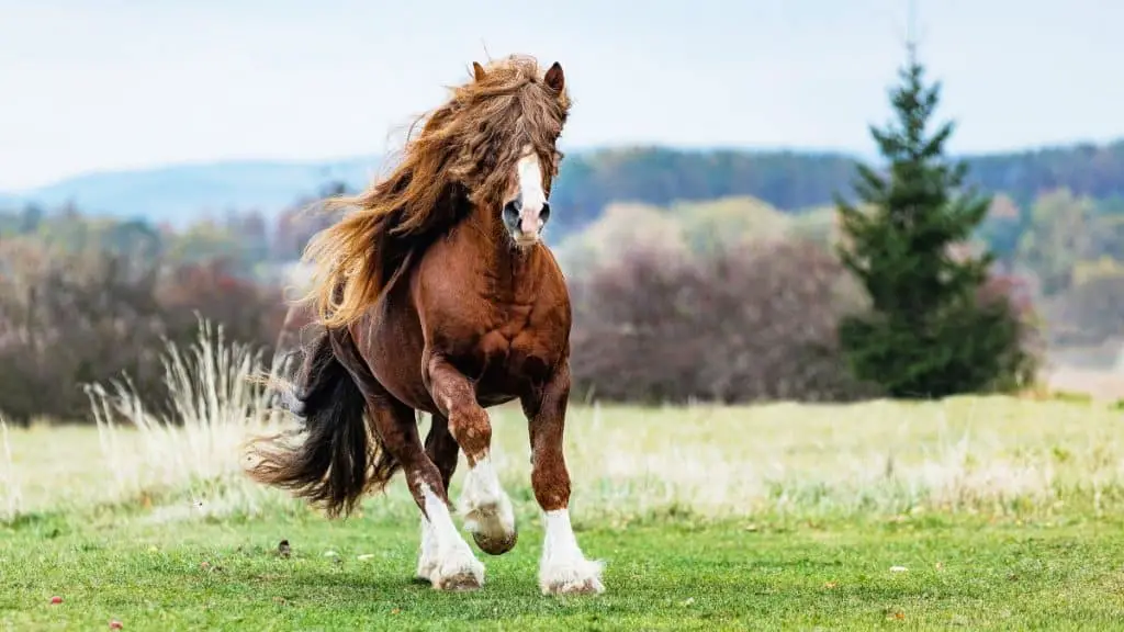 Percheron Horse