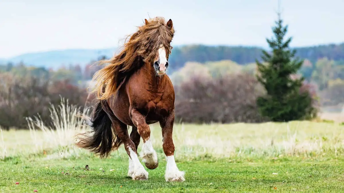 Percheron Horse