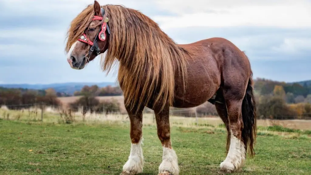 Portrait Of A Percheron Horse