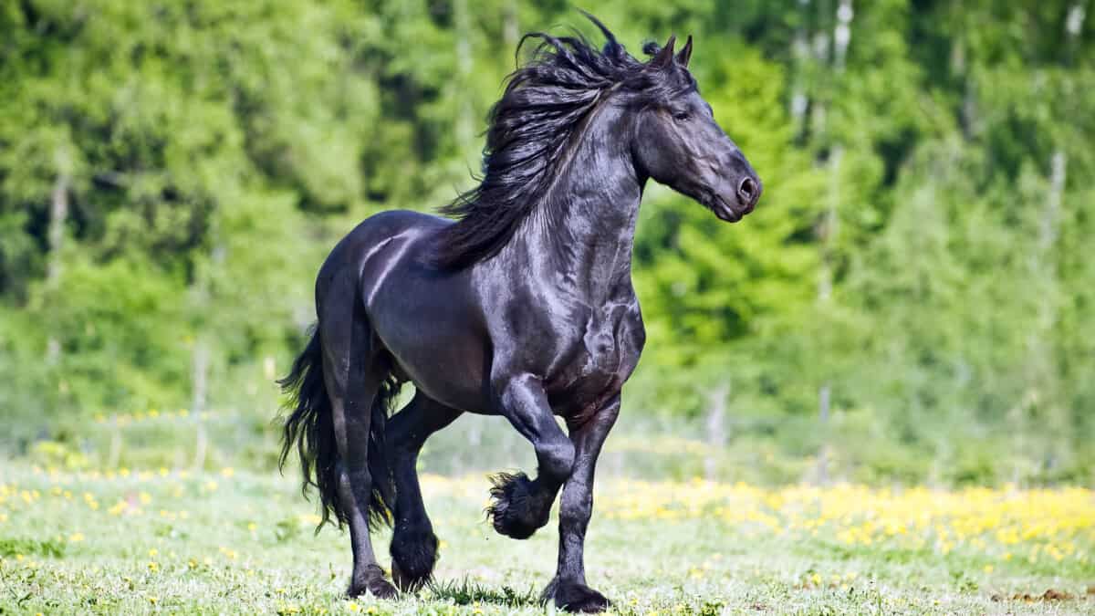 Black Friesian Stallion