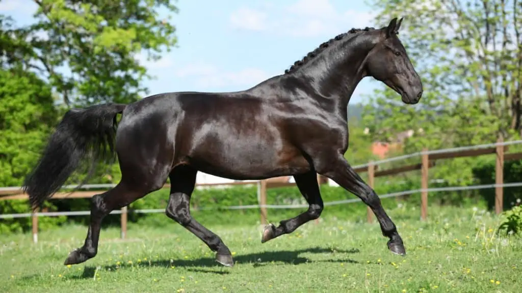 Black Dutch Warmblood