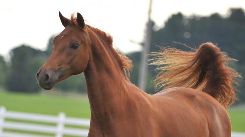 Chestnut Morgan Horse