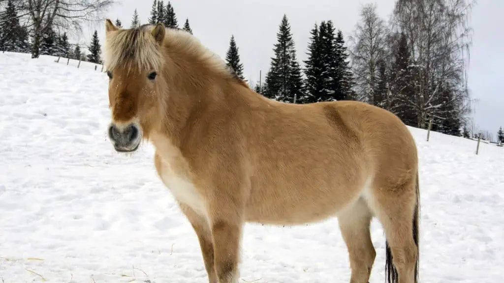 Fjord Horse