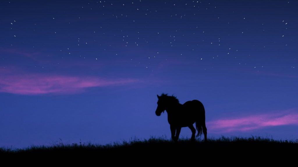 Horse At Night