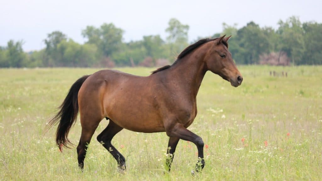 Brown Horse Names - Huge Morgan Horse
