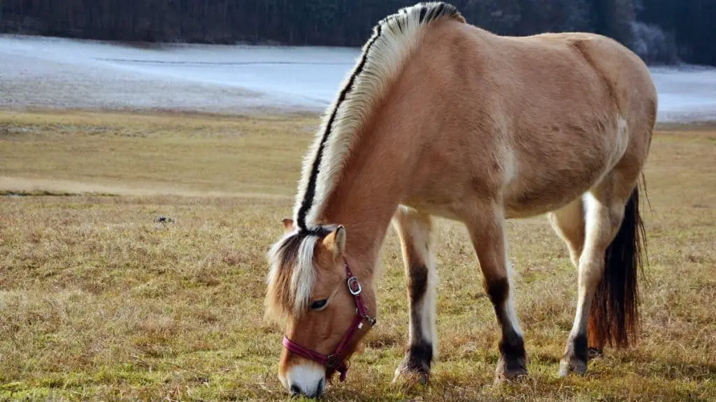 Norwegian Fjord Horse