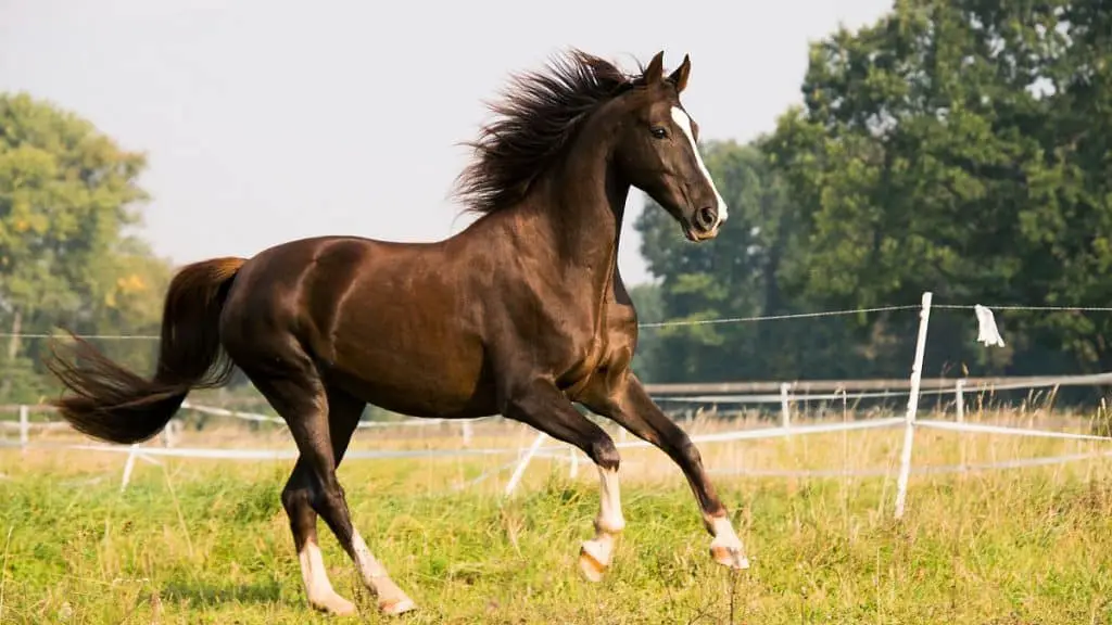 American Saddlebred