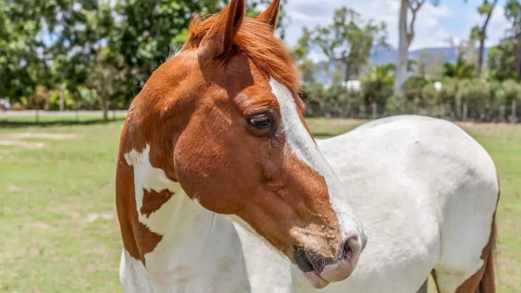 Paint Horse Names