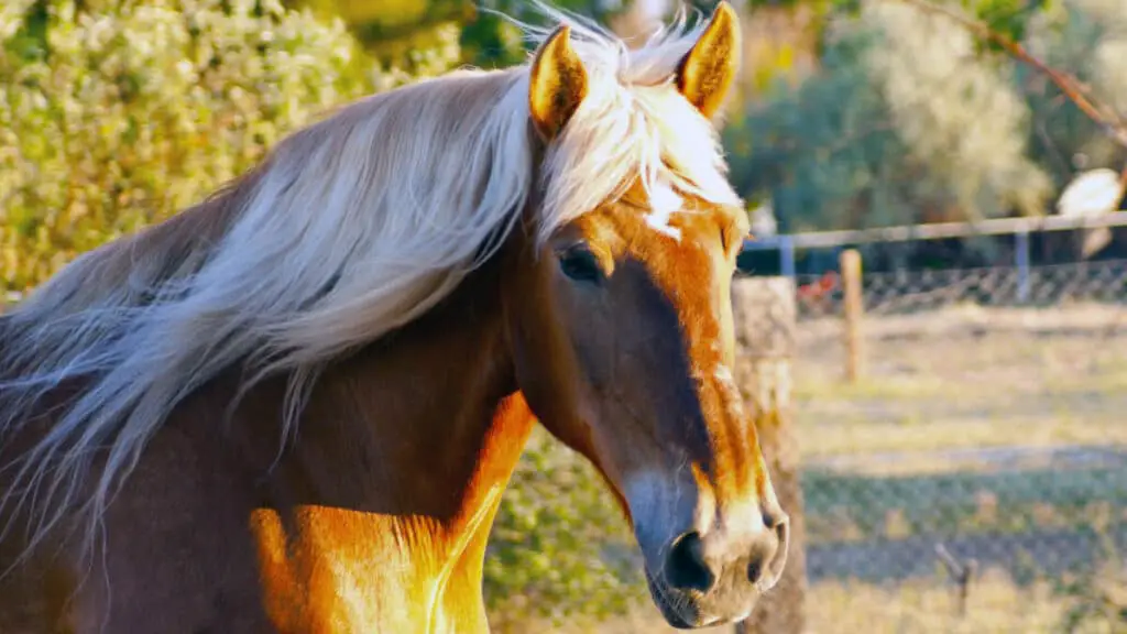 Clydesdale Horse