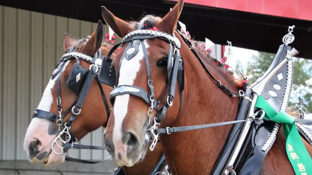 Clydesdale Horse Team