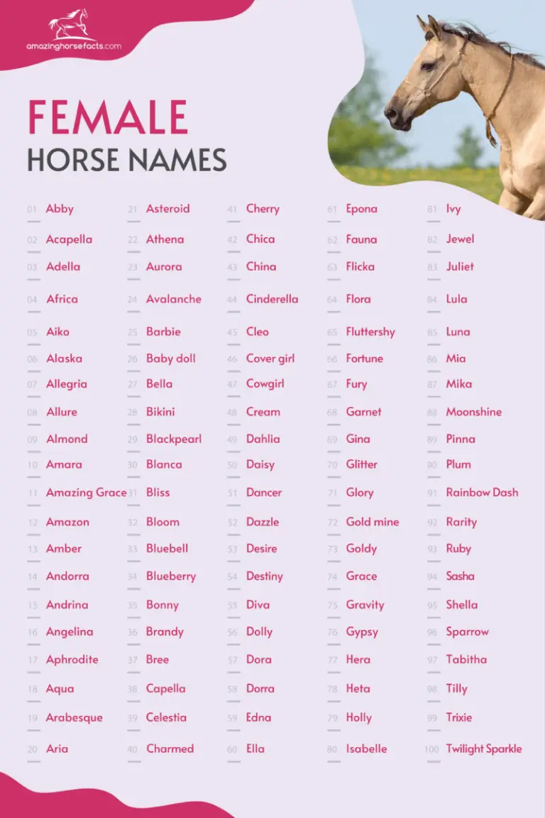 655+ Female Horse Names (Beautiful Mare Or Filly Ideas)