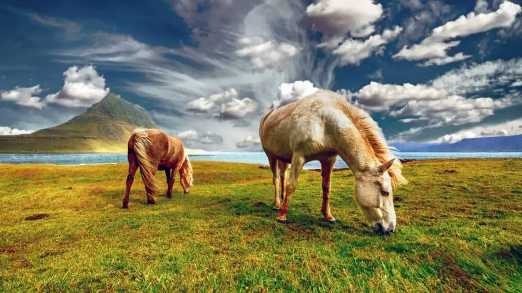 Horses Eating Grass In Iceland