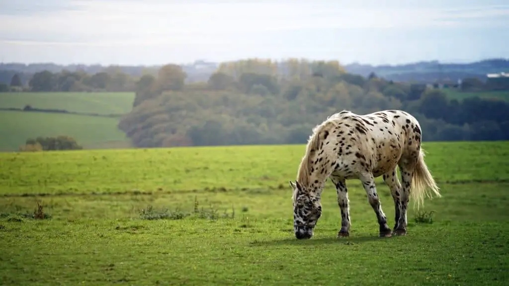 Piebald Horse Grazing In A Field