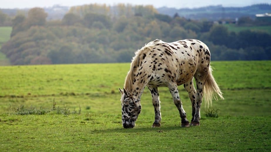 Piebald Horse Grazing In A Field