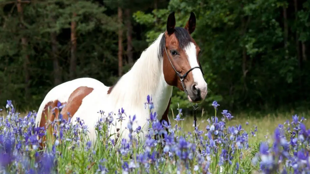 Female Horse Names - Paint Horse