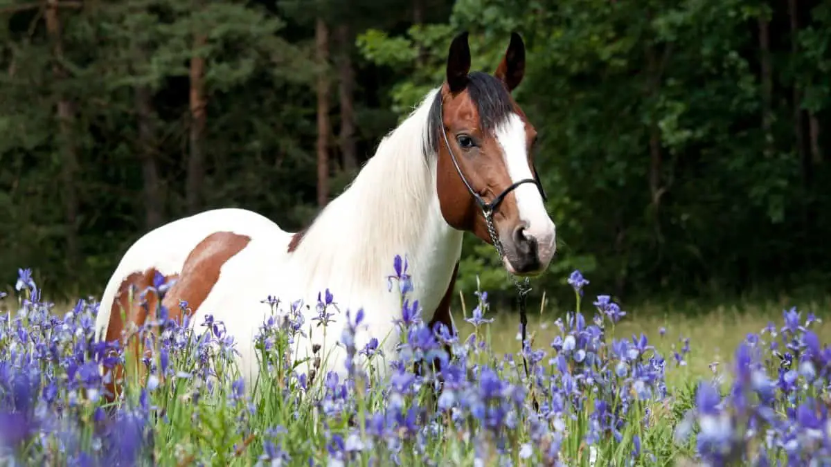 Wild West Female Horse Names