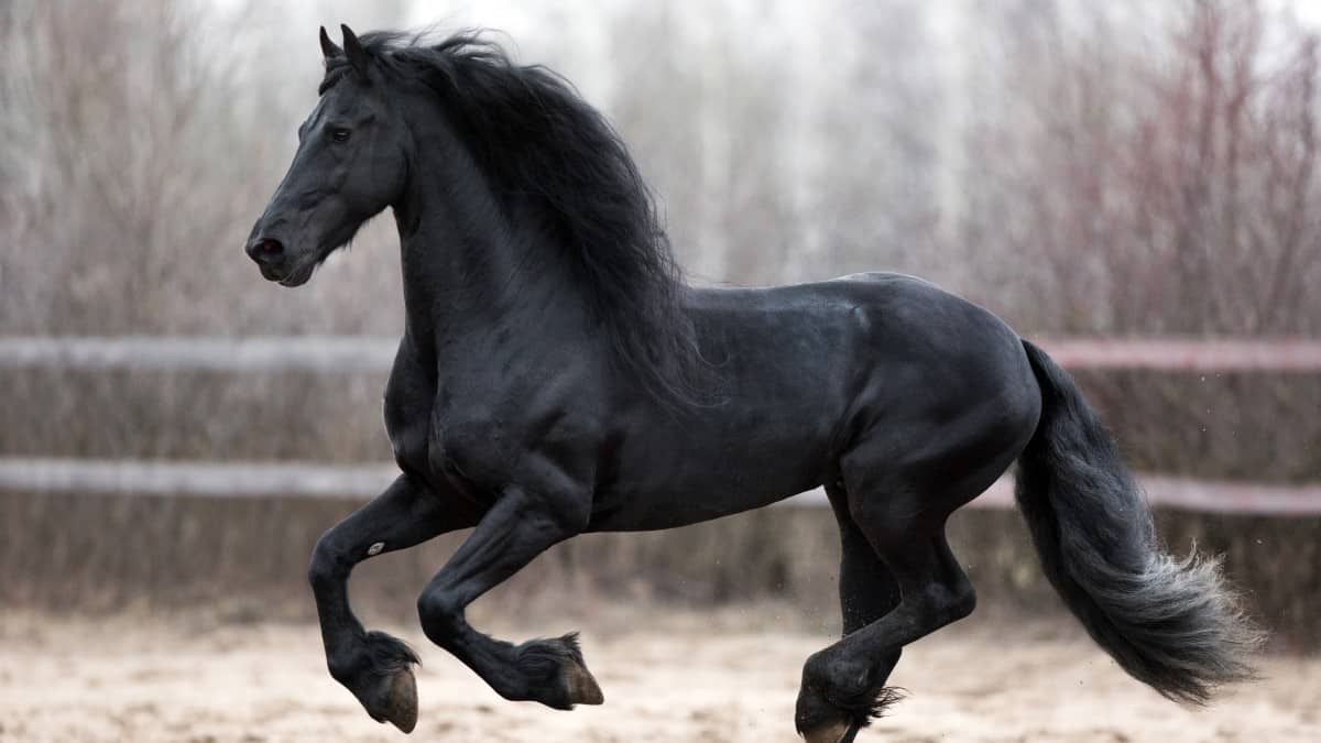 Friesian Horse Galloping