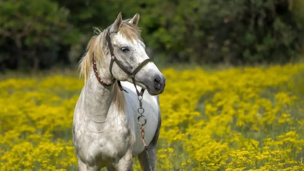 White Horse Names