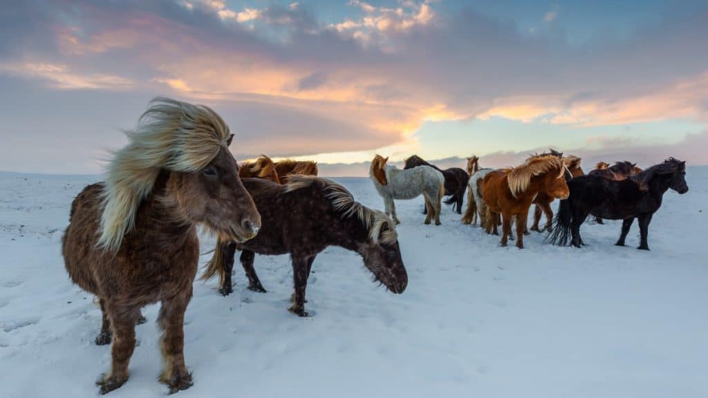 Icelandic Horse