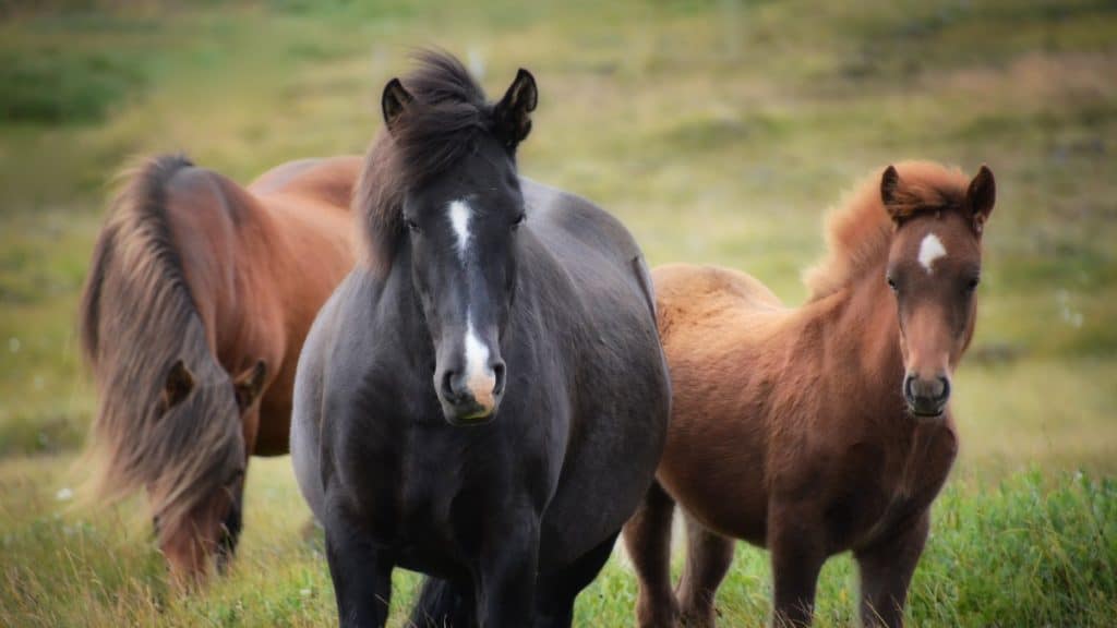 Icelandic Horse