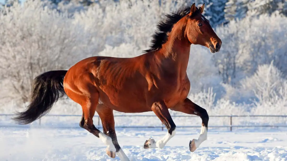 Trakehner Horse