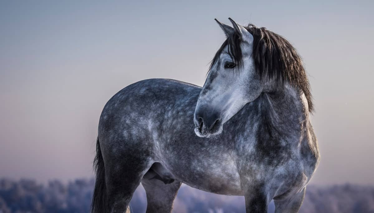 Andalusian Horse