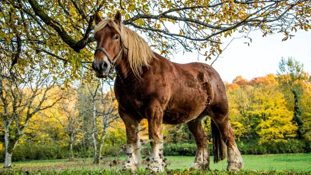 Ardennes Horse Facts And Information - Breed Profile - AHF